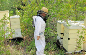 Isabella Ballestas tends to some of their 600 organic hives throughout 12 locations in the Keys. 